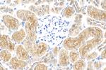 Osteoprotegerin/TNFRSF11B Antibody in Immunohistochemistry (Paraffin) (IHC (P))