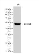 ZC3H12D Antibody in Western Blot (WB)