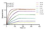 CD4 Antibody in Surface plasmon resonance (SPR)