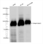 Integrin beta-5 Antibody in Western Blot (WB)