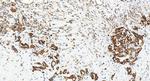 MRPL40 Antibody in Immunohistochemistry (Paraffin) (IHC (P))