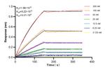MRPL40 Antibody in Surface plasmon resonance (SPR)