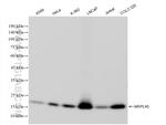 MRPL40 Antibody in Western Blot (WB)