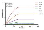 PD-1/CD279 Antibody in Surface plasmon resonance (SPR)