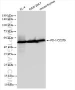 PD-1/CD279 Antibody in Western Blot (WB)