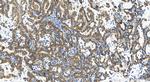 RPS11 Antibody in Immunohistochemistry (Paraffin) (IHC (P))