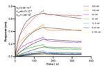 RPS11 Antibody in Surface plasmon resonance (SPR)