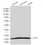 RPS11 Antibody in Western Blot (WB)