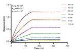 SOD2 Antibody in Surface plasmon resonance (SPR)