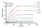 SMPD2 Antibody in Surface plasmon resonance (SPR)