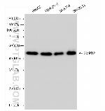 SMPD2 Antibody in Western Blot (WB)