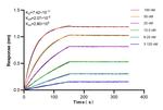 PSMD1 Antibody in Surface plasmon resonance (SPR)