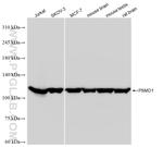 PSMD1 Antibody in Western Blot (WB)