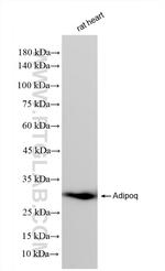 Adiponectin Antibody in Western Blot (WB)