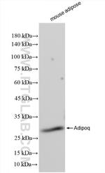 Adiponectin Antibody in Western Blot (WB)