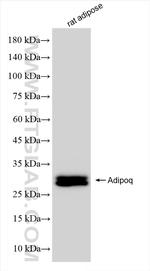 Adiponectin Antibody in Western Blot (WB)