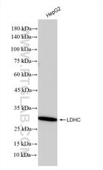 LDHC Antibody in Western Blot (WB)