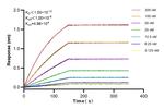 SLC35B4 Antibody in Surface plasmon resonance (SPR)