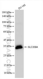 SLC35B4 Antibody in Western Blot (WB)