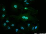 TRIM21 Antibody in Immunocytochemistry (ICC/IF)
