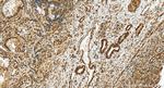 TRIM21 Antibody in Immunohistochemistry (Paraffin) (IHC (P))