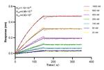 TRIM21 Antibody in Surface plasmon resonance (SPR)
