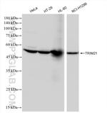 TRIM21 Antibody in Western Blot (WB)