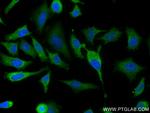 ERK1/2 Antibody in Immunocytochemistry (ICC/IF)