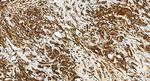 ERK1/2 Antibody in Immunohistochemistry (Paraffin) (IHC (P))