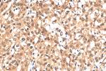 ERK1/2 Antibody in Immunohistochemistry (Paraffin) (IHC (P))