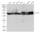 ERK1/2 Antibody in Western Blot (WB)