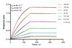 FEM1C Antibody in Surface plasmon resonance (SPR)