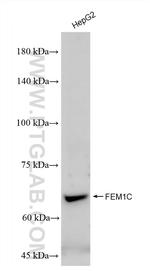 FEM1C Antibody in Western Blot (WB)
