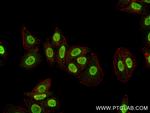 MED12L Antibody in Immunocytochemistry (ICC/IF)