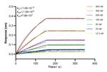 TIGIT Antibody in Surface plasmon resonance (SPR)