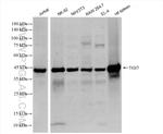TIGIT Antibody in Western Blot (WB)