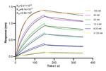 GHITM Antibody in Surface plasmon resonance (SPR)