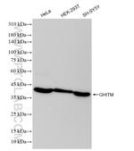 GHITM Antibody in Western Blot (WB)