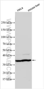 GHITM Antibody in Western Blot (WB)