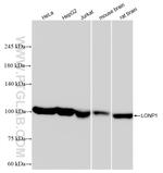 LONP1 Antibody in Western Blot (WB)
