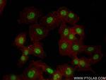 TMEM53 Antibody in Immunocytochemistry (ICC/IF)