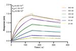 TMEM53 Antibody in Surface plasmon resonance (SPR)