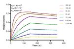 MAGI2 Antibody in Surface plasmon resonance (SPR)