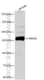 MAGI2 Antibody in Western Blot (WB)