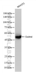 Gsdmd Antibody in Western Blot (WB)