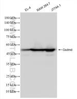 Gsdmd Antibody in Western Blot (WB)