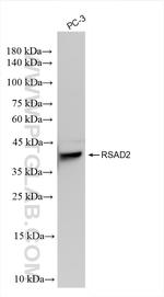 RSAD2 Antibody in Western Blot (WB)