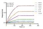SYTL4 Antibody in Surface plasmon resonance (SPR)