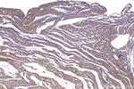 CORIN Antibody in Immunohistochemistry (Paraffin) (IHC (P))