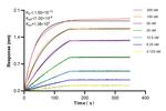 CORIN Antibody in Surface plasmon resonance (SPR)